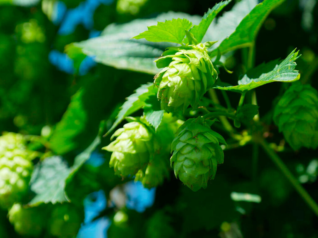 Luppolo del Monastero di San Biagio